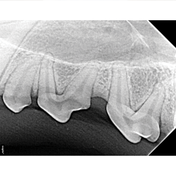 Radiographic Positioning for Veterinary Dental Xrays D.A.V.I.D. XRAY