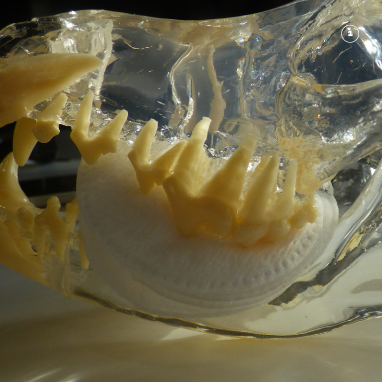 Dental Xray Positioning guide Maxillary Premolar 208 Canine Patients D.A.V.I.D. XRAY