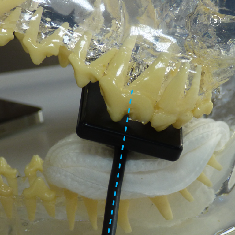 Dental Xray Positioning guide Maxillary Premolar 208 Canine Patients