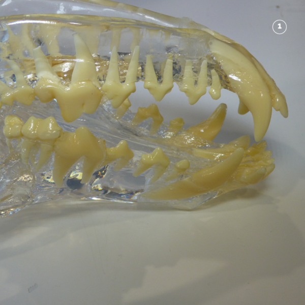Dental Xray Positioning Guide Mandibular Incisors 301 3 and 401 3