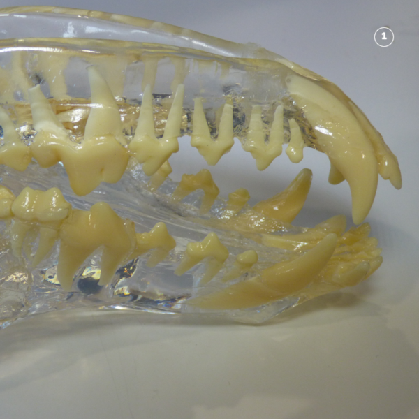 Dental Xray Positioning Guide Canine Mandibular Canine 304 and Premolars 305 and 306. D.A.V.I