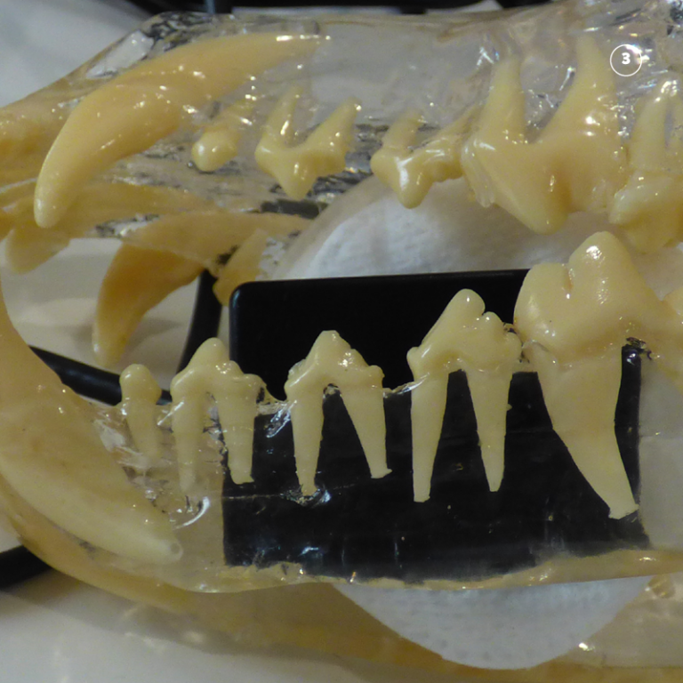 Dental Xray Positioning Guide Canine Mandibular Premolars 307 and 308