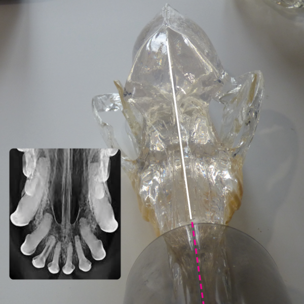 Dental Xray Positioning Guide Canine Incisors 101 103 D.A.V.I.D. XRAY