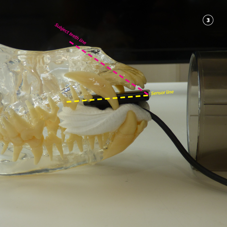 Dental Xray Positioning Guide Canine Incisors 101 103 D.A.V.I.D