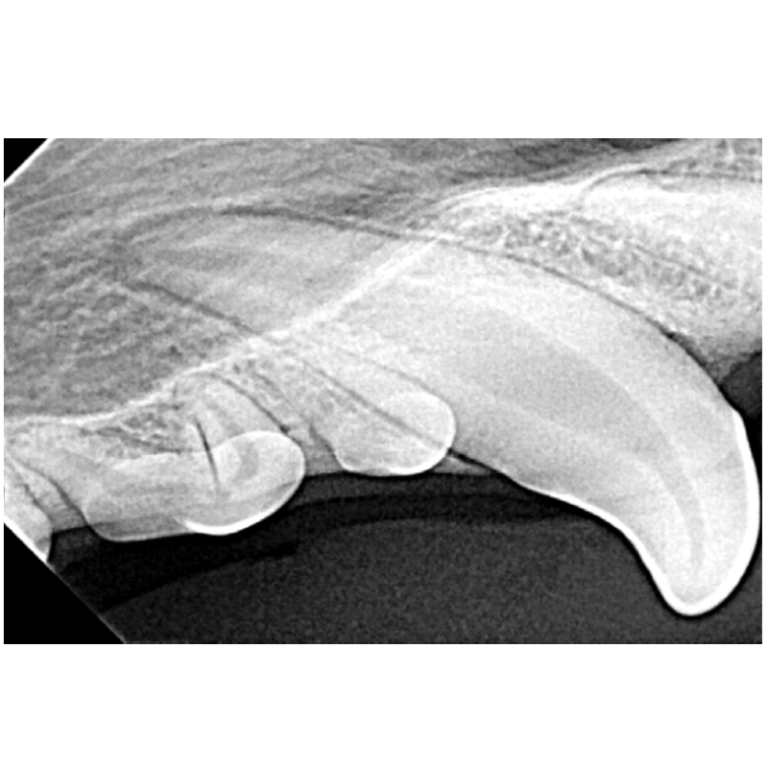 Dental Xray Positioning Guide Canine 104 D.A.V.I.D. XRAY