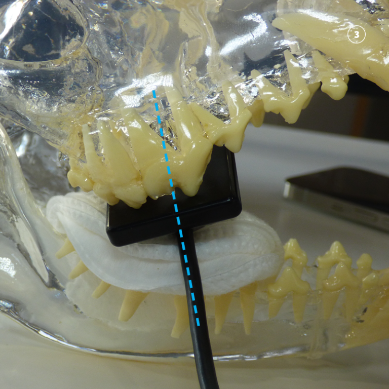 Dental Xray Positioning Guide Canine Maxillary Premolar 108 D.A.V.I.D. XRAY