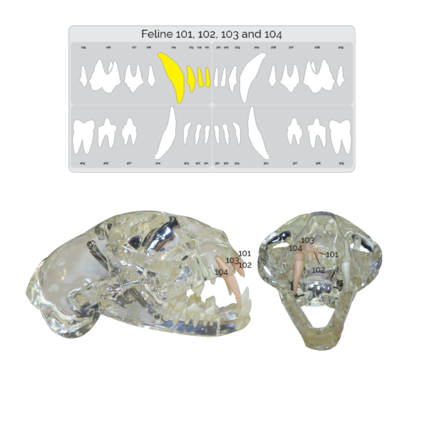 Dental XRay Positioning Guide Feline Maxillary Incisors 101, 102 and