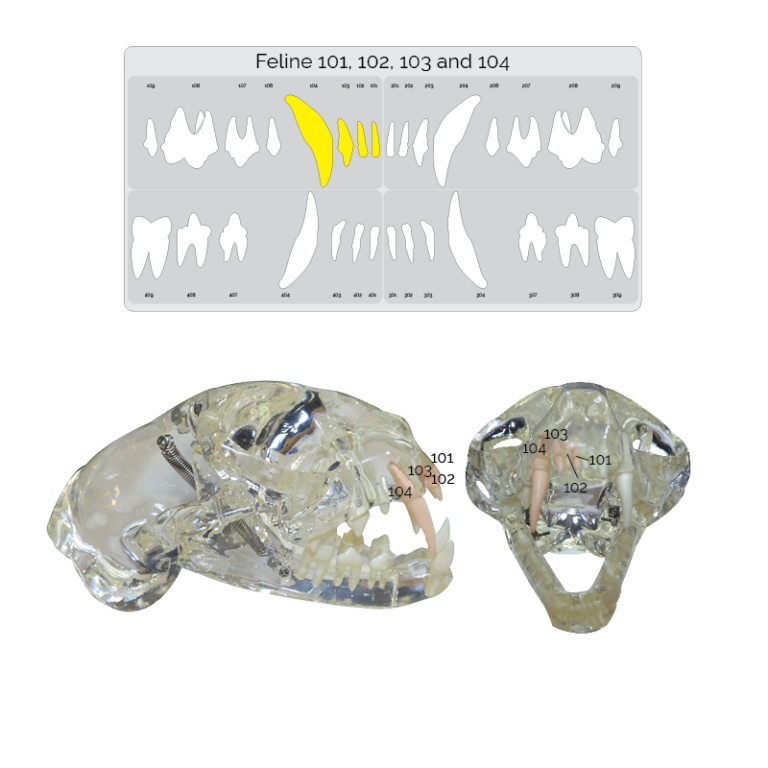 Dental XRay Positioning Guide Feline Maxillary Incisors 101, 102 and 103and Canine 104 D.A.V