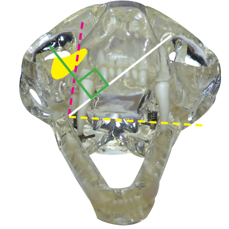 Dental Xray Positioning Guide Feline Maxillary Premolars and Molars 106, 107, 108 and 109 D.A