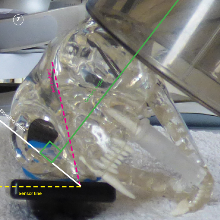 Dental Xray Positioning Guide Feline Maxillary Premolars and Molars