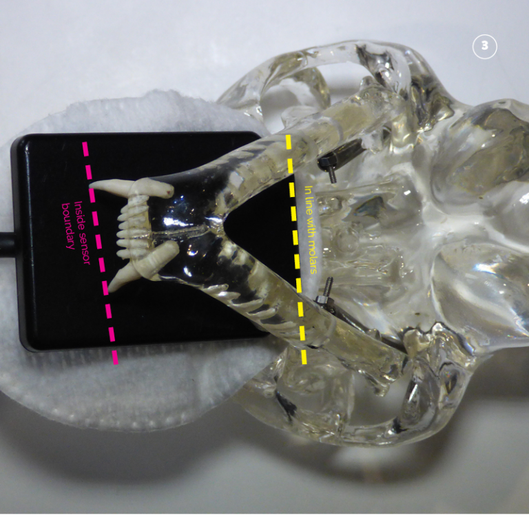 Dental XRay Positioning Guide Feline Mandibular Incisor and Canine Teeth D.A.V.I.D. XRAY