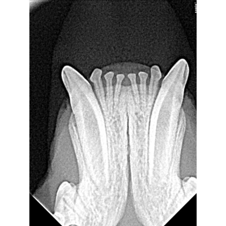 Dental XRay Positioning Guide Feline Mandibular Incisor and Canine