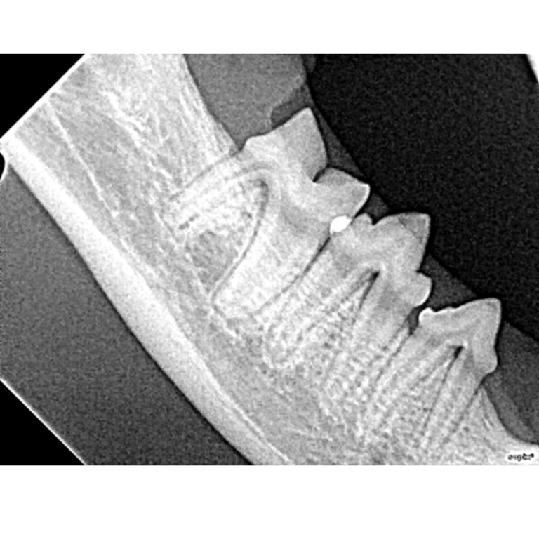 Dental XRay Positioning Guide Feline Mandibular Molars and Premolars